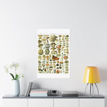 Vintage Mushrooms Wall Poster