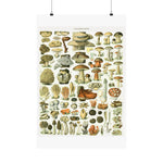 Vintage Mushrooms Wall Poster