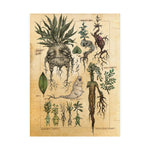 MANDRAKE vintage Premium Matte Vertical Posters