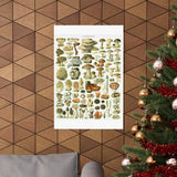 Vintage Mushrooms Wall Poster