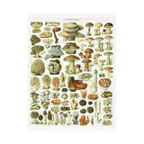 Vintage Mushrooms Wall Poster