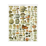 Vintage Mushrooms Wall Poster