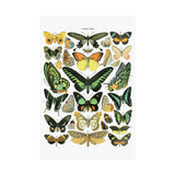 VINTAGE Butterflies Matte Vertical Posters