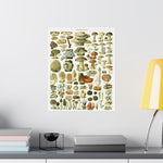 Vintage Mushrooms Wall Poster