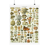 Vintage Mushrooms Wall Poster