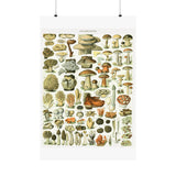 Vintage Mushrooms Wall Poster