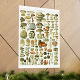 Vintage Mushrooms Wall Poster