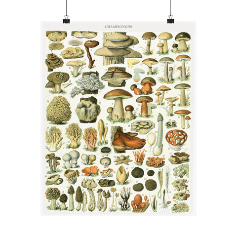 Vintage Mushrooms Wall Poster