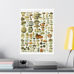 Vintage Mushrooms Wall Poster