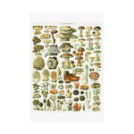 Vintage Mushrooms Wall Poster